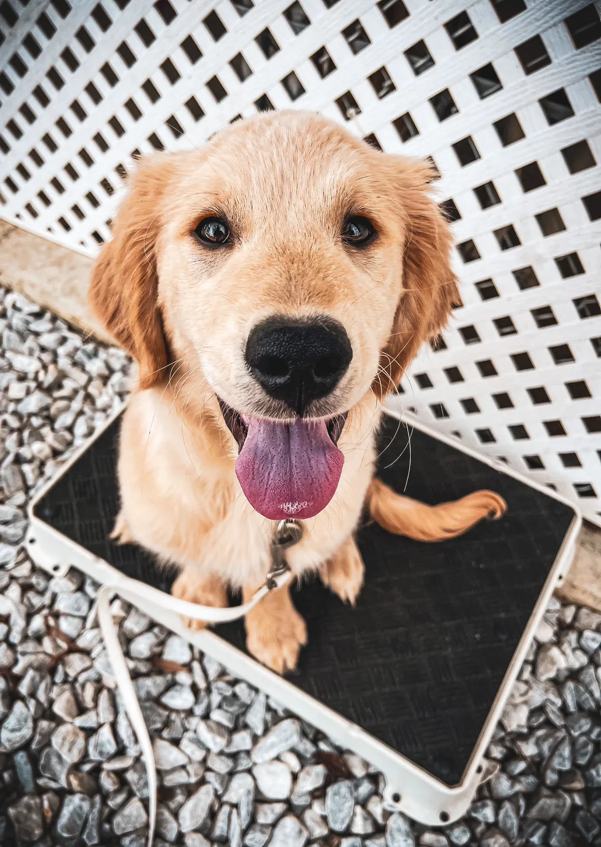 Puppy Training