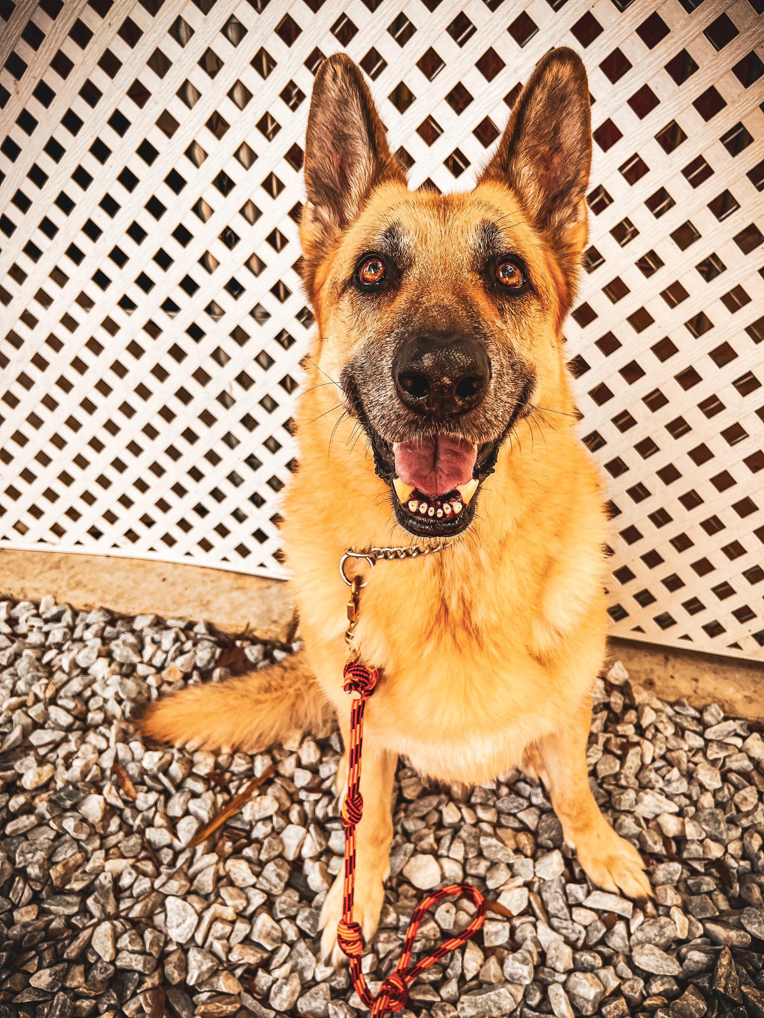 Aggressive Dog Rehab